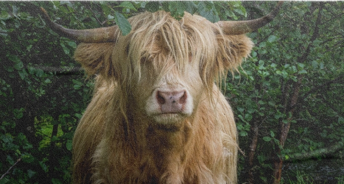 highland cow bathroom